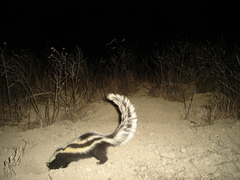 Striped Polecat photo 5
