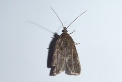 Phaeosaces apocrypta