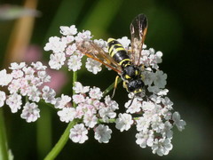 Tenthredo thompsoni