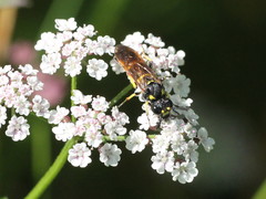 Tenthredo thompsoni