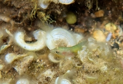 Lepadogaster candolii