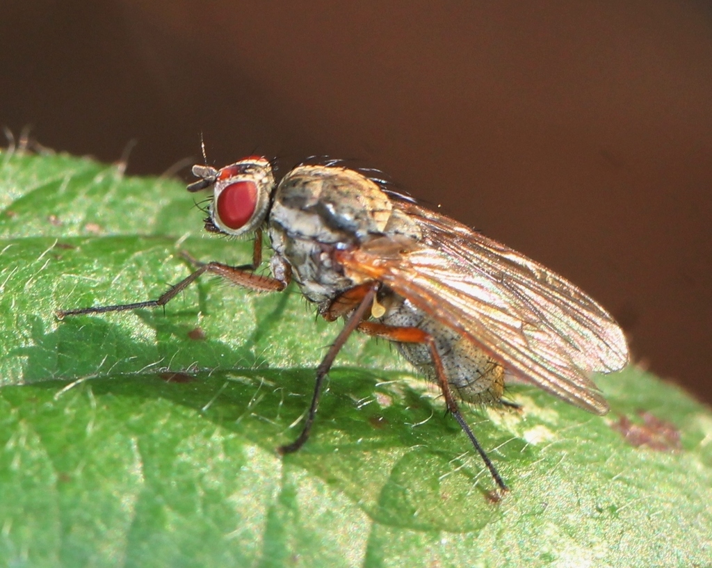 Hylemya nigrimana