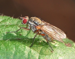 Hylemya nigrimana