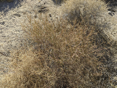 Stillingia linearifolia