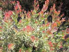 Adenanthos cuneatus