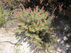 Adenanthos cuneatus