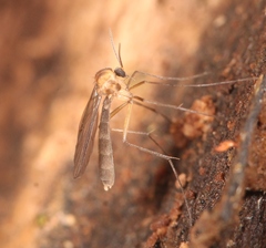 Coelophthinia thoracica