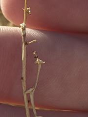 Stillingia linearifolia