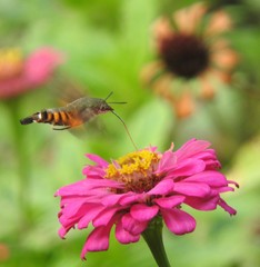 Macroglossum vacillans