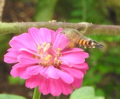 Macroglossum vacillans