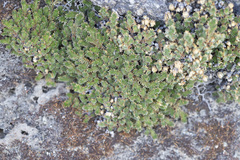 Selaginella eremophila