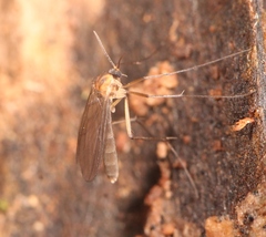 Coelophthinia thoracica