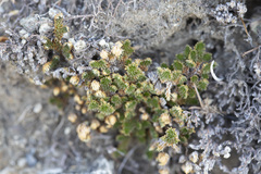 Selaginella eremophila