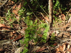 Cheilanthes sieberi sieberi
