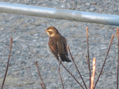 Turdus eunomus