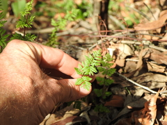 Cheilanthes sieberi sieberi
