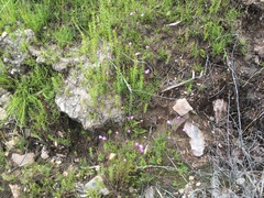 Utricularia uniflora