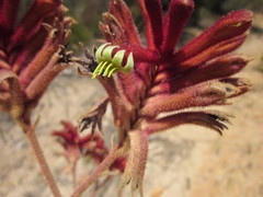 Anigozanthos rufus