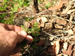 Cheilanthes sieberi sieberi