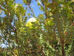 Banksia baxteri