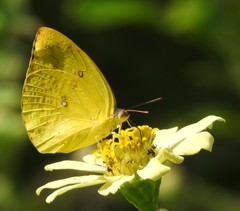 Catopsilia pomona