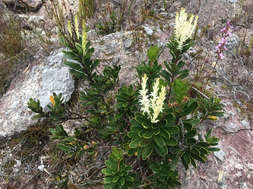 Agastachys odorata (Agastachys odorata)