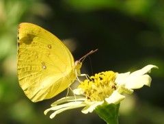Catopsilia pomona