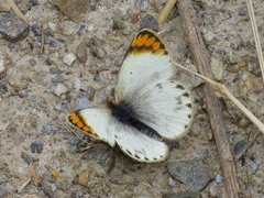 Colotis evagore