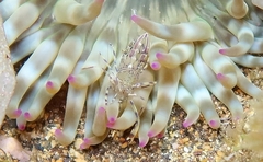 Periclimenes aegylios