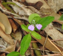 Rostellularia obtusa