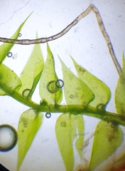 Hygroamblystegium humile