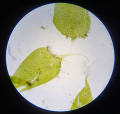 Hygroamblystegium humile