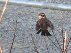 Turdus eunomus