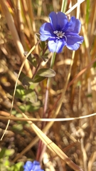 Evolvulus glomeratus