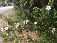 Leptospermum nitidum