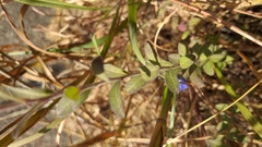 Evolvulus glomeratus