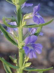 Stemodia florulenta