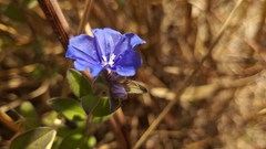 Evolvulus glomeratus