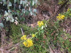 Senecio velleioides