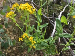 Senecio velleioides