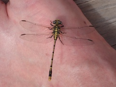 Austrogomphus australis