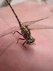 Austrogomphus australis