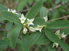 Daphne alpina