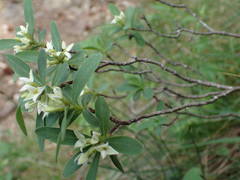 Daphne alpina