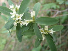 Daphne alpina