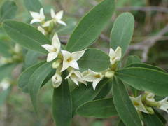 Daphne alpina