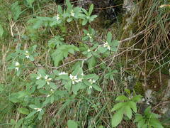 Daphne alpina