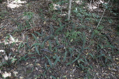 Blechnum australe australe