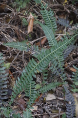 Blechnum australe australe