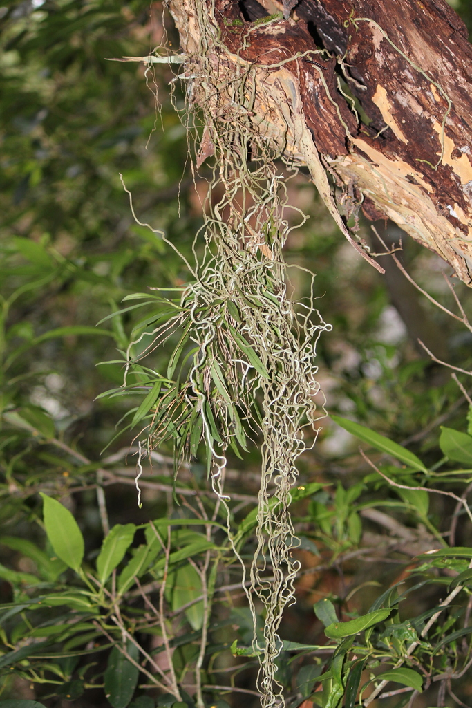 Plectorrhiza tridentata